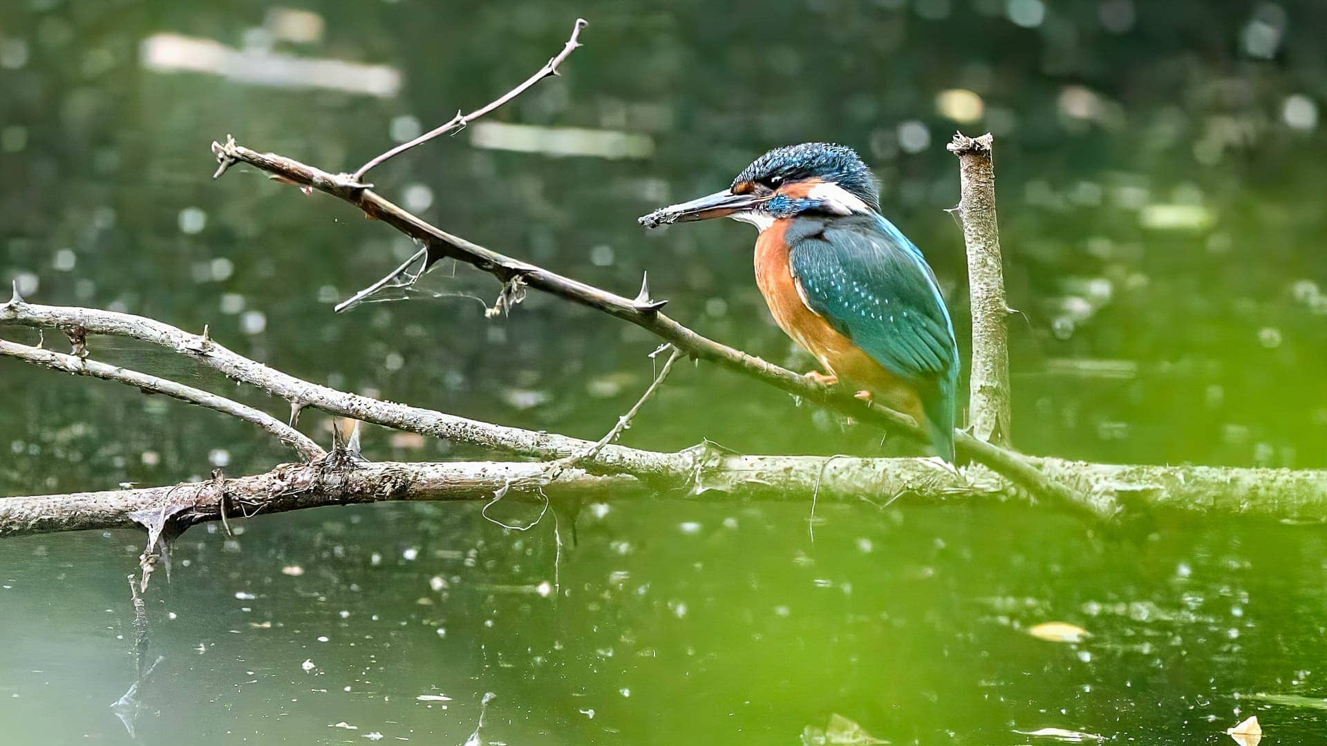 Eisvogel ©Image by Anna Sander