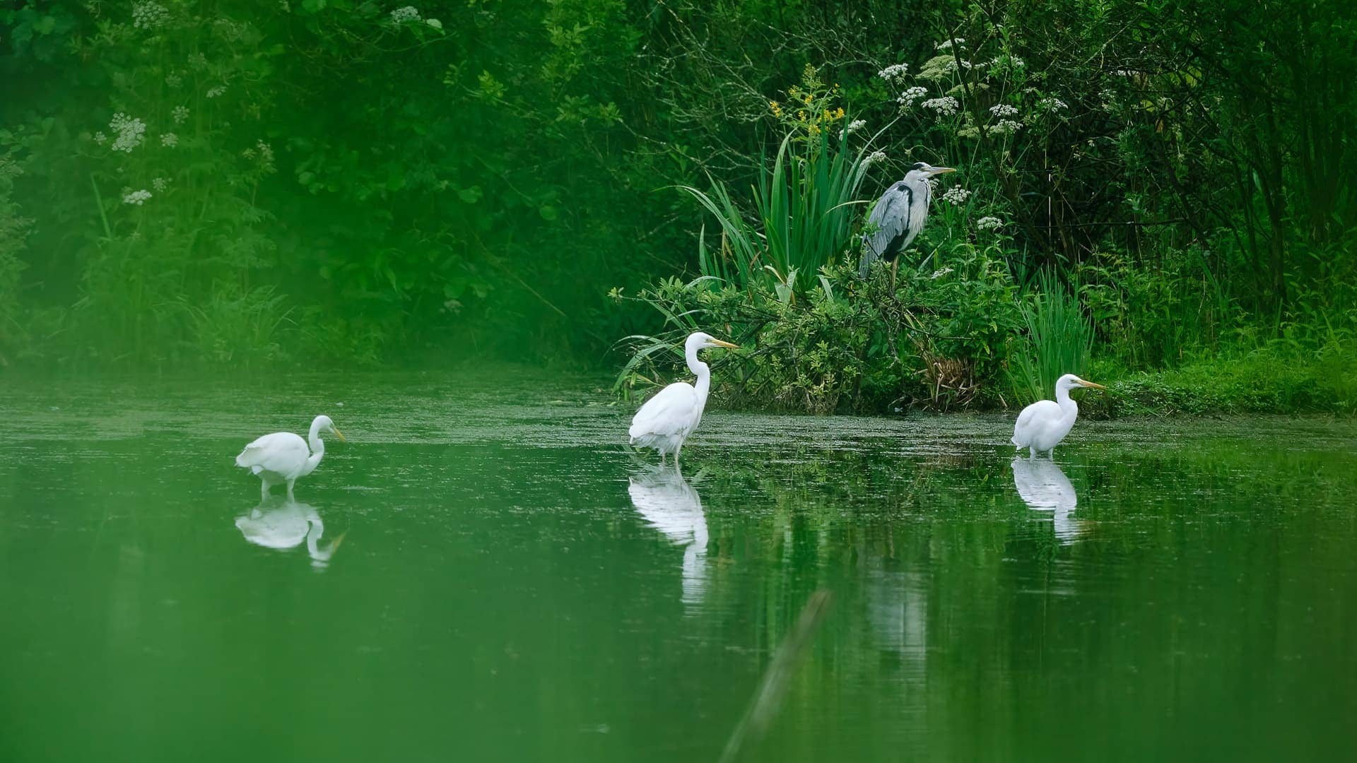 Schellbruch ©Image by Anna Sander