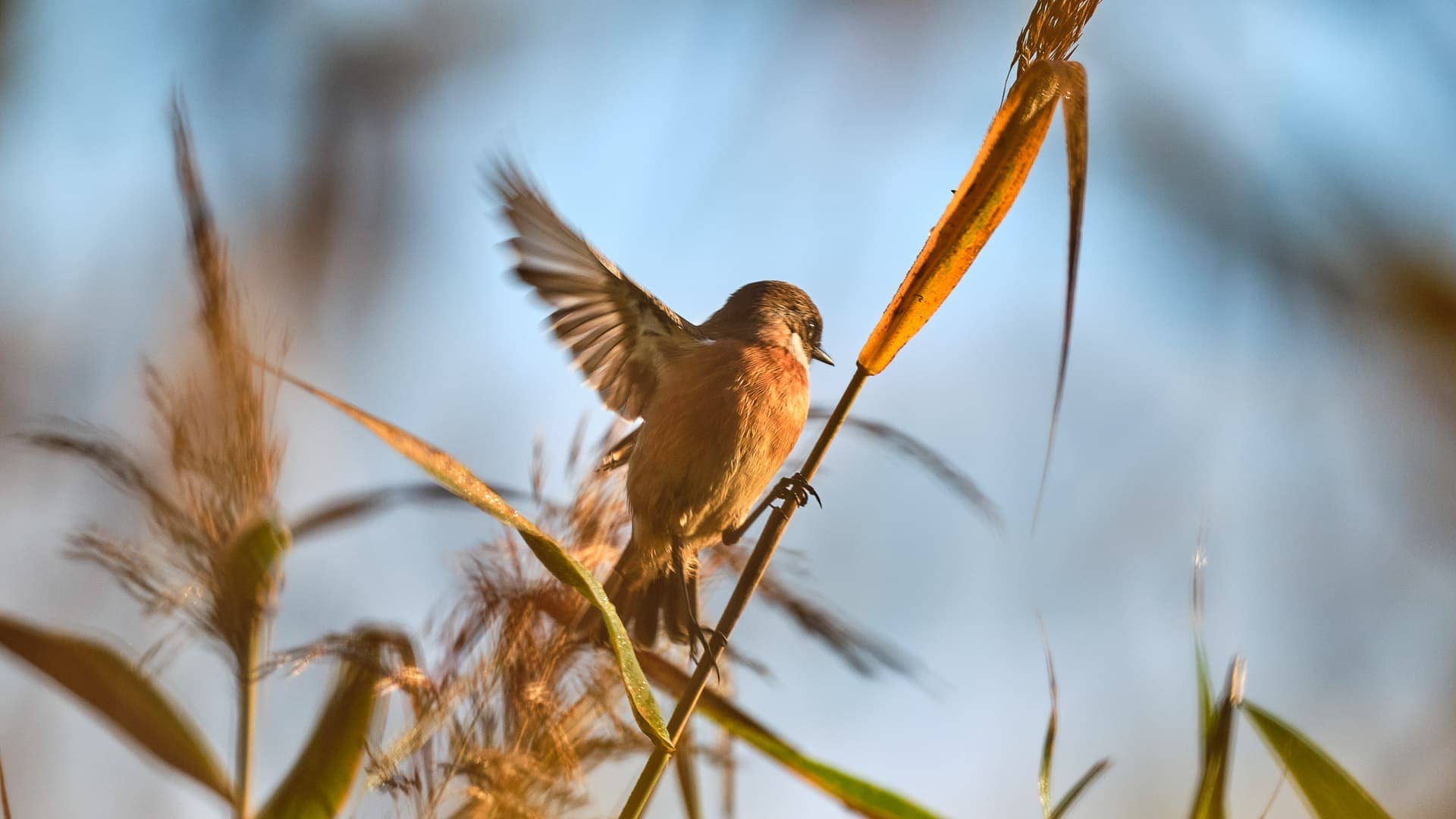 Schellbruch ©Image by Anna Sander