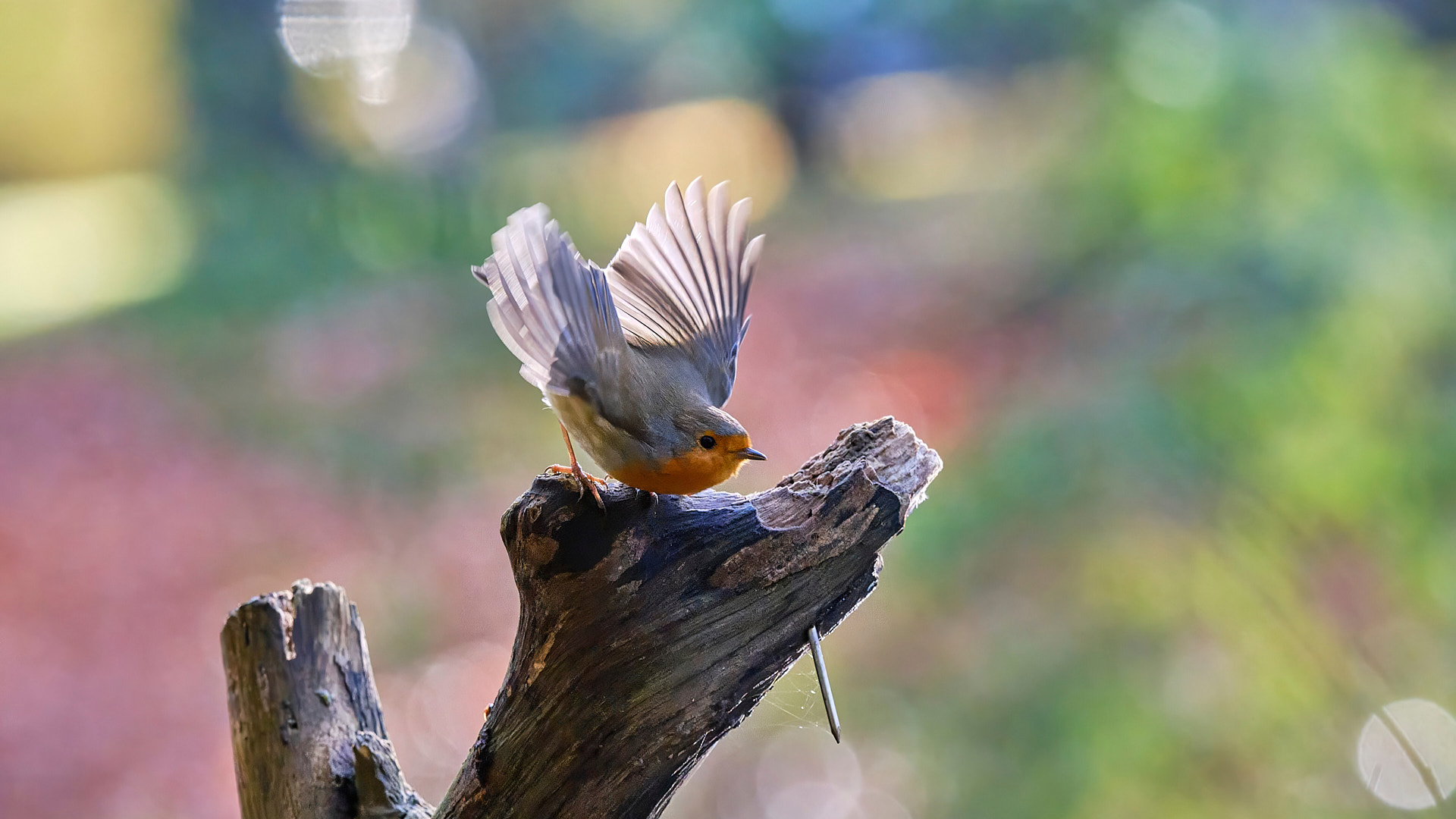 Mobirise Website Builder