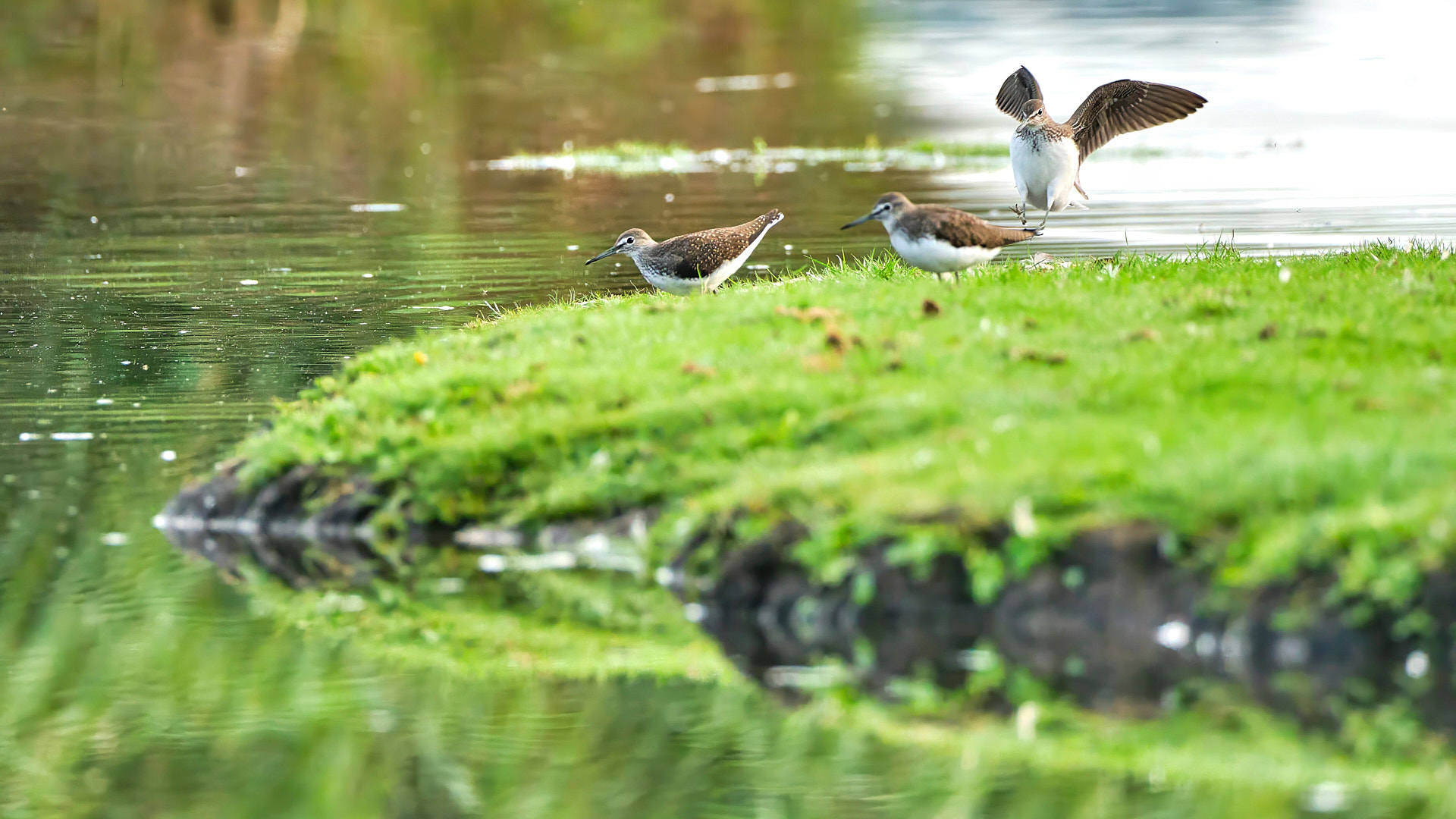 Mobirise Website Builder