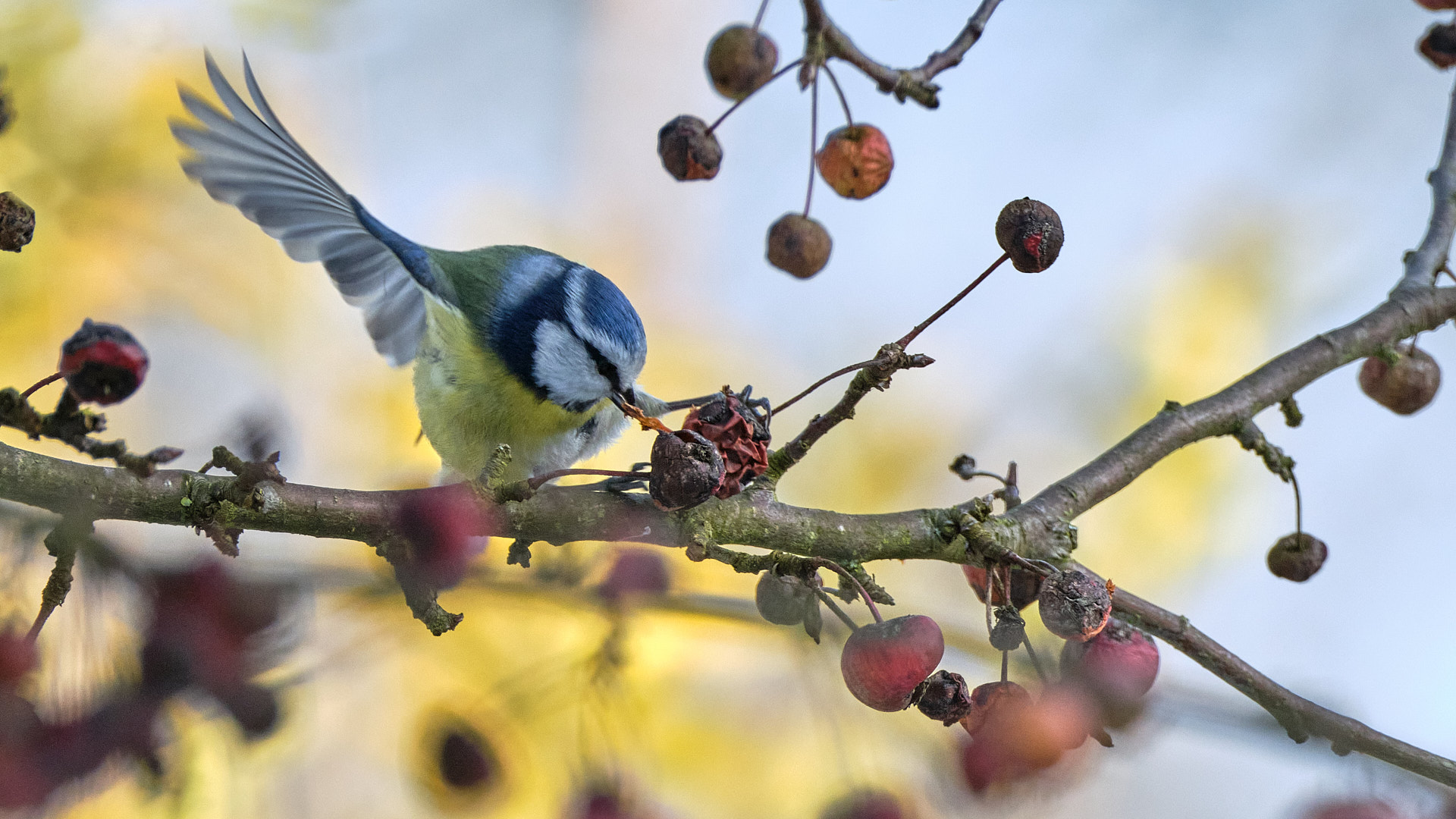 Mobirise Website Builder