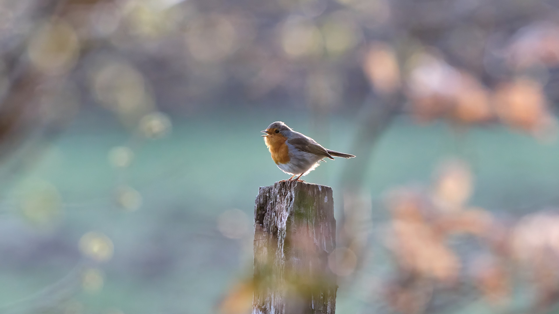 Mobirise Website Builder