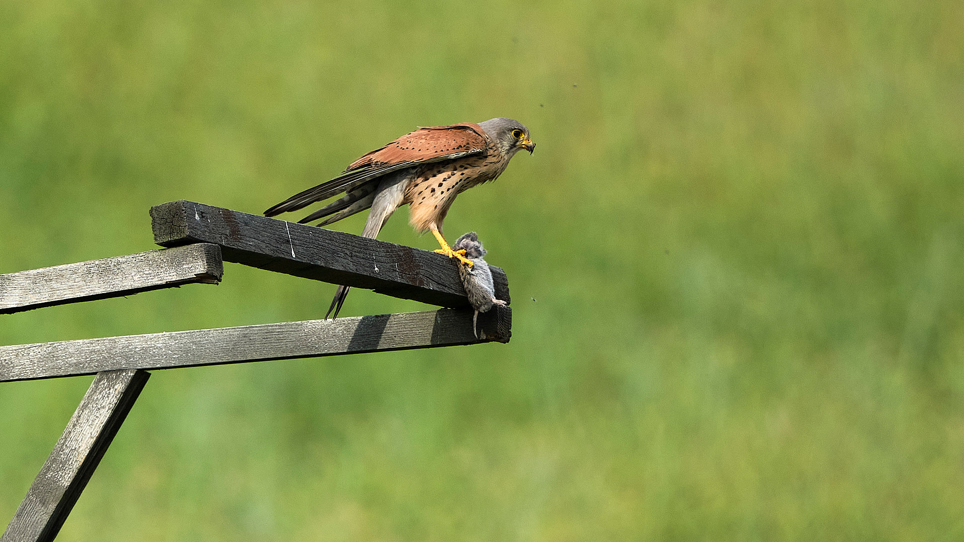 Mobirise Website Builder