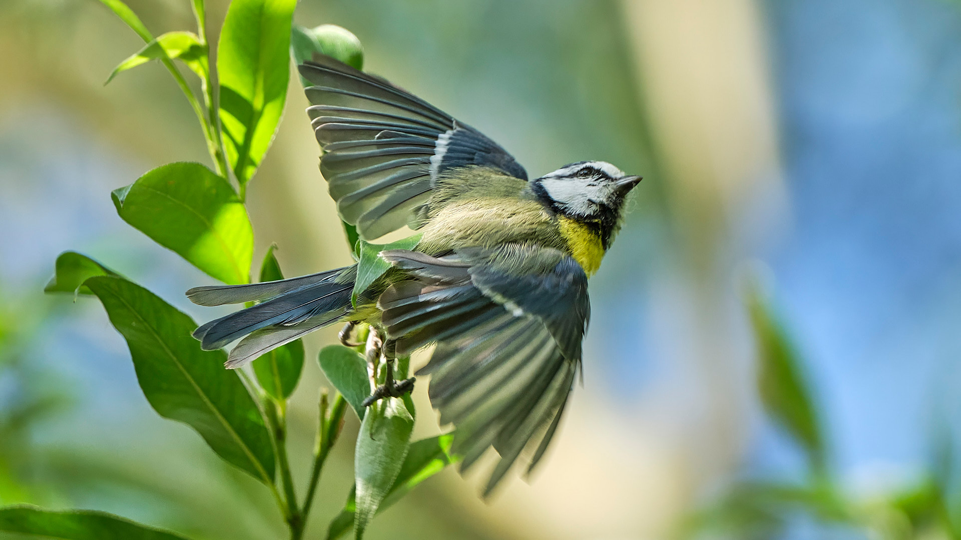 Mobirise Website Builder