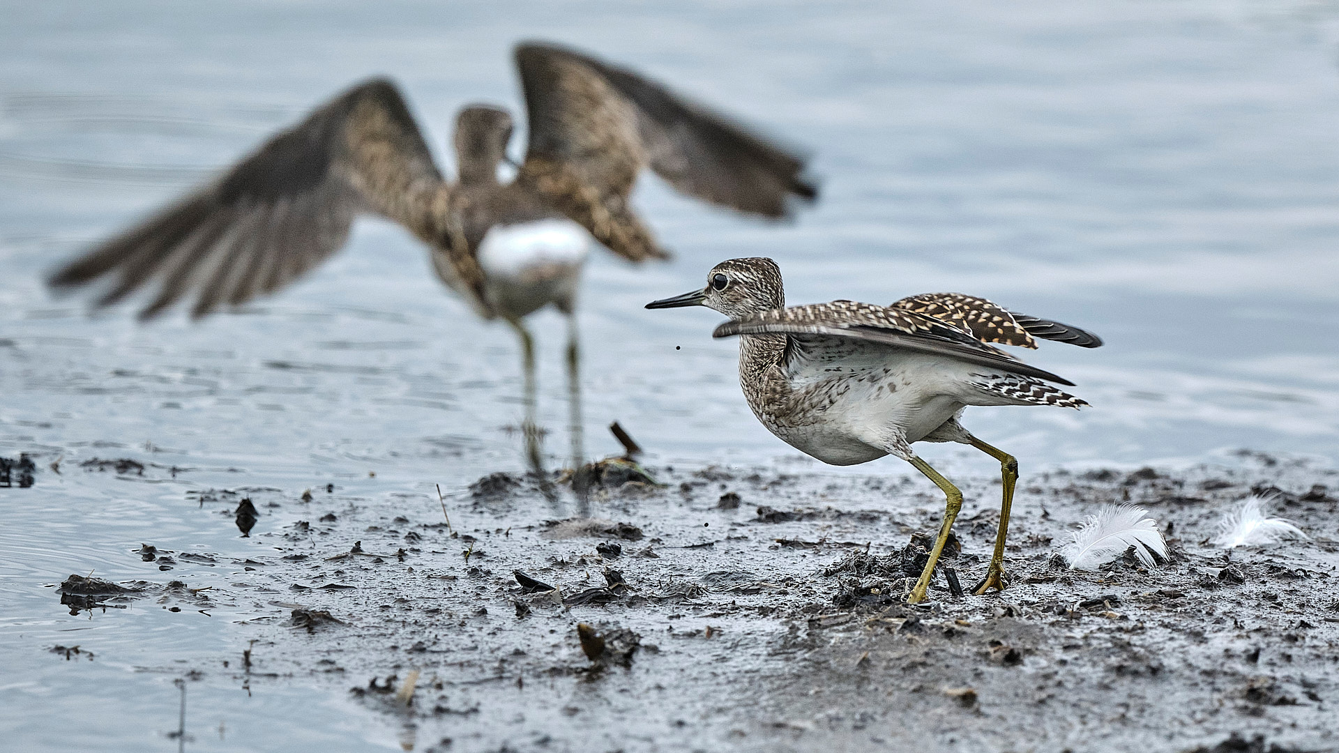 Mobirise Website Builder