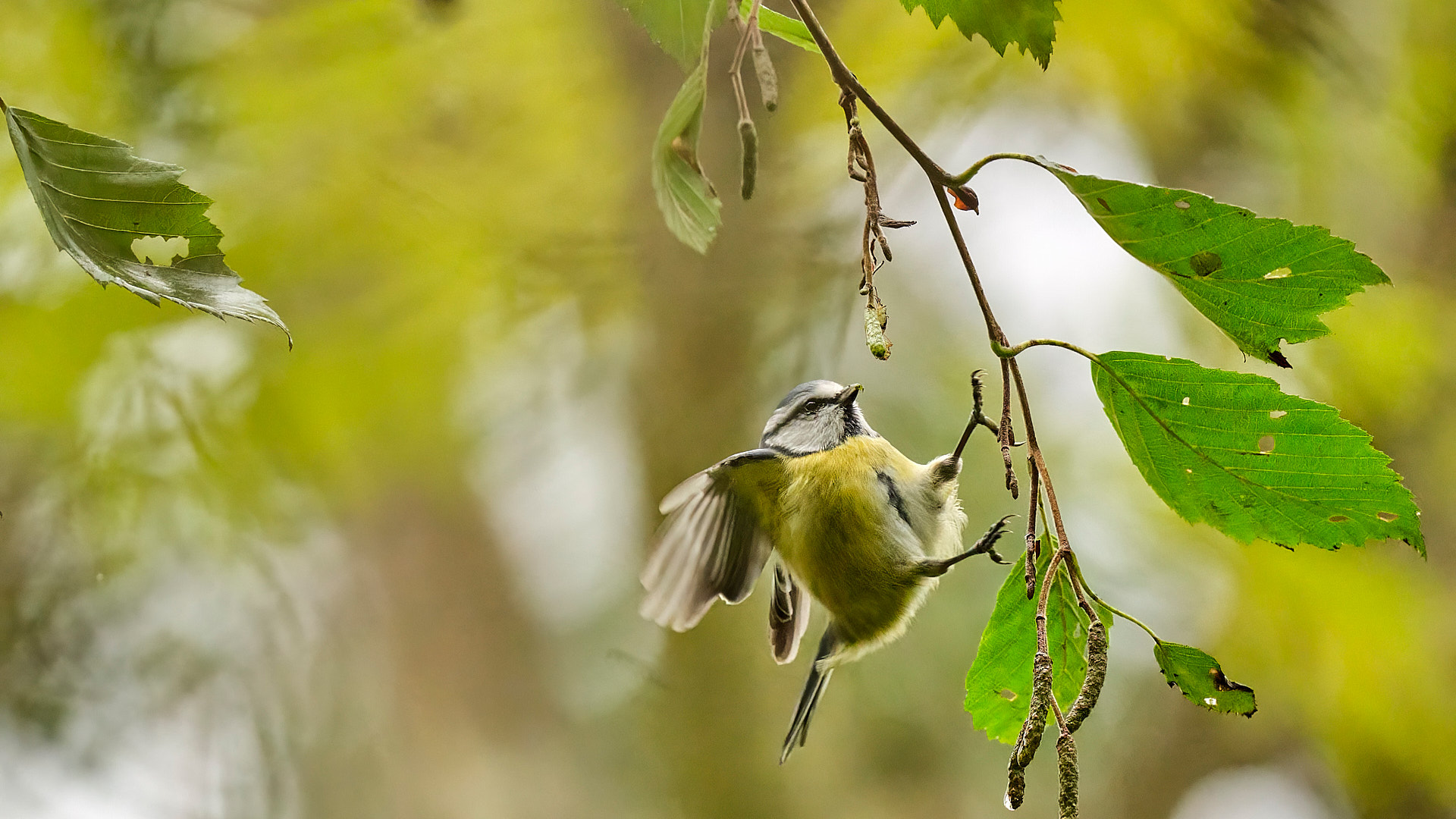 Mobirise Website Builder