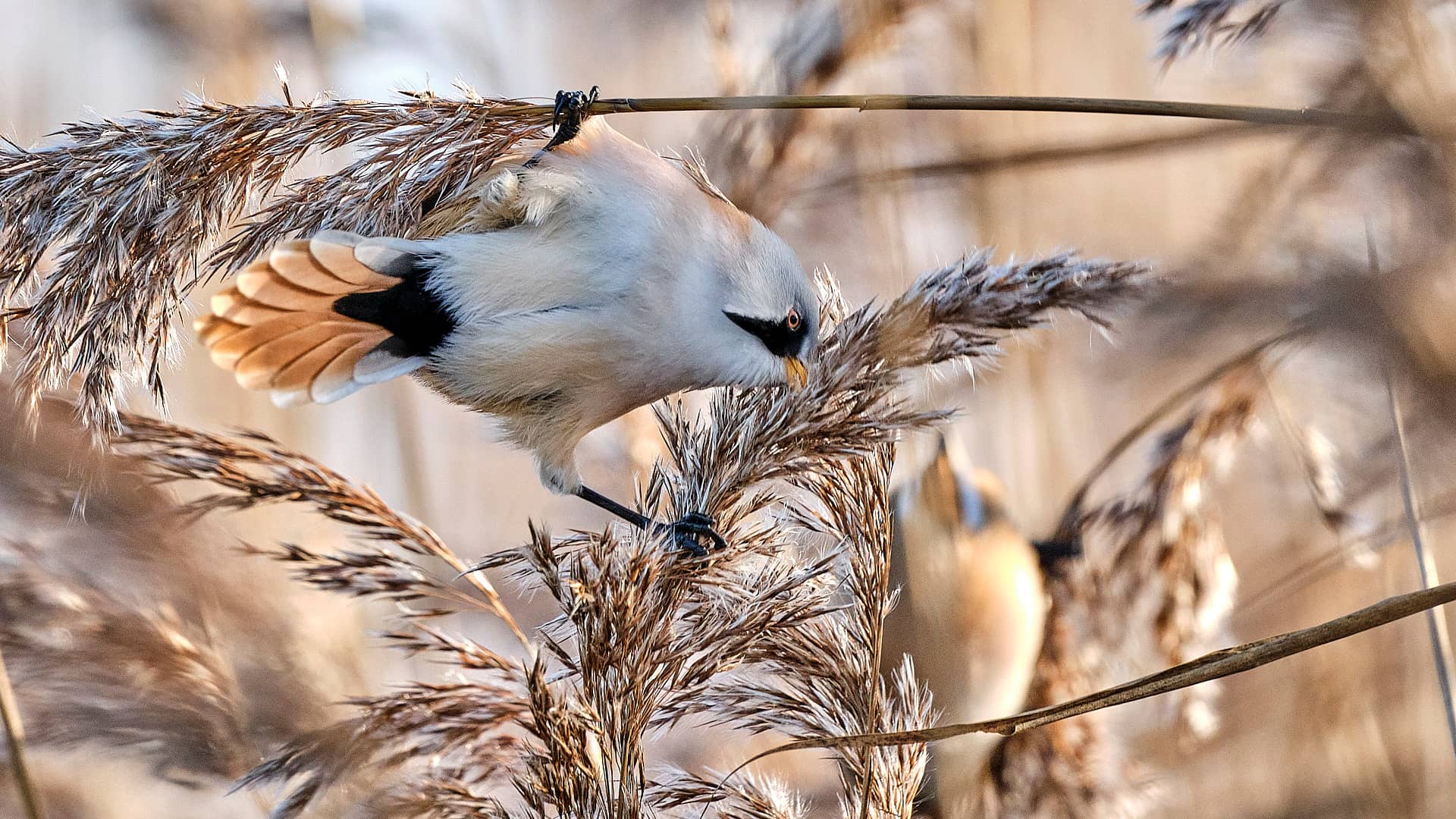 Schellbruch ©Image by Anna Sander