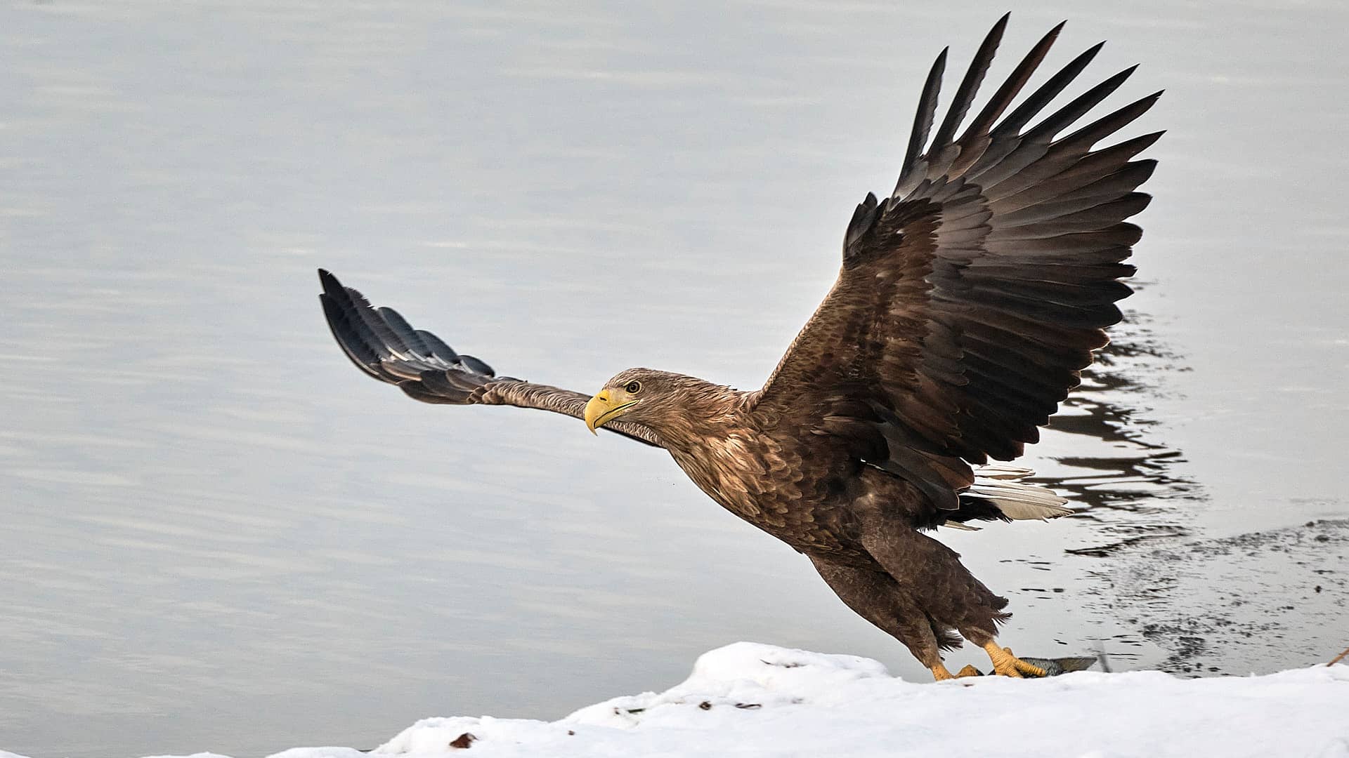 Seeadler Blog ©Image by Anna Sander