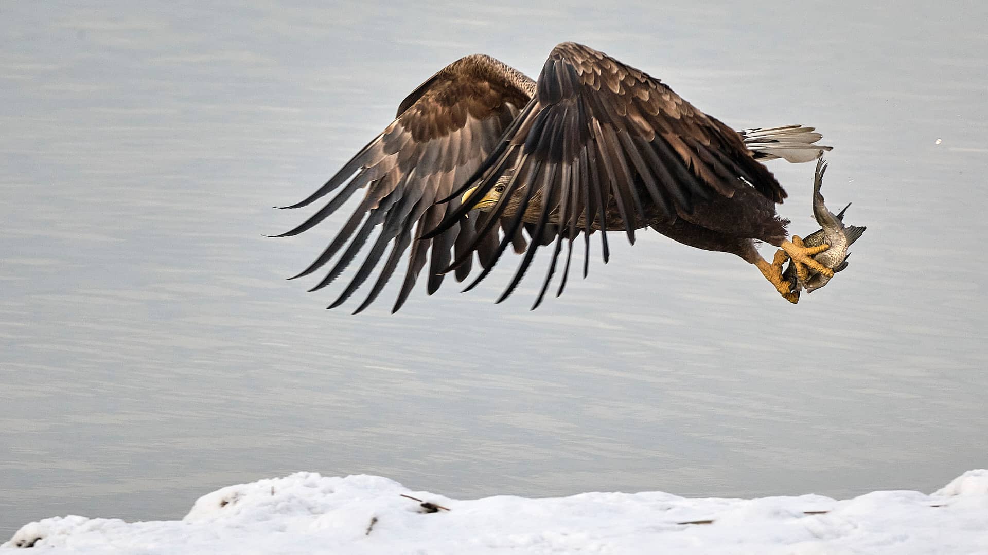 Seeadler Blog ©Image by Anna Sander