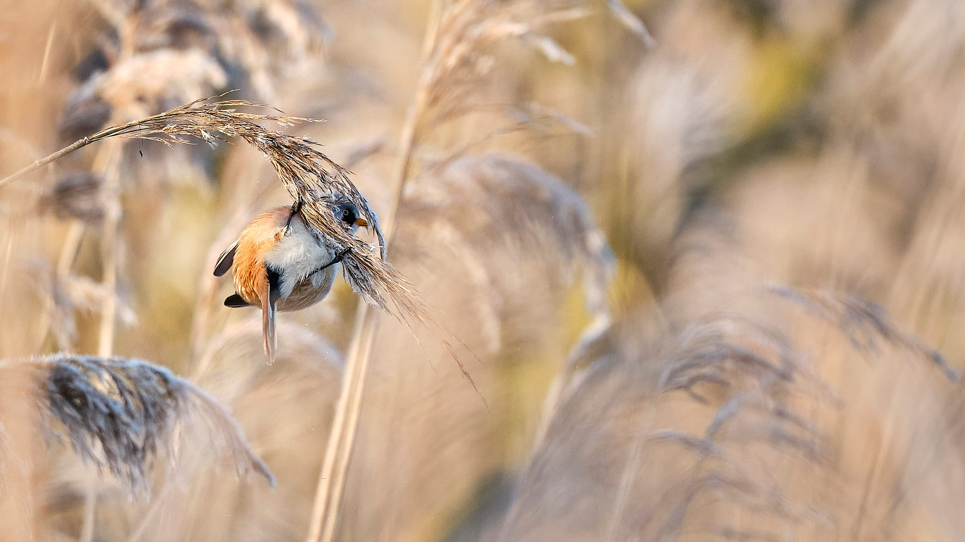 Mobirise Website Builder