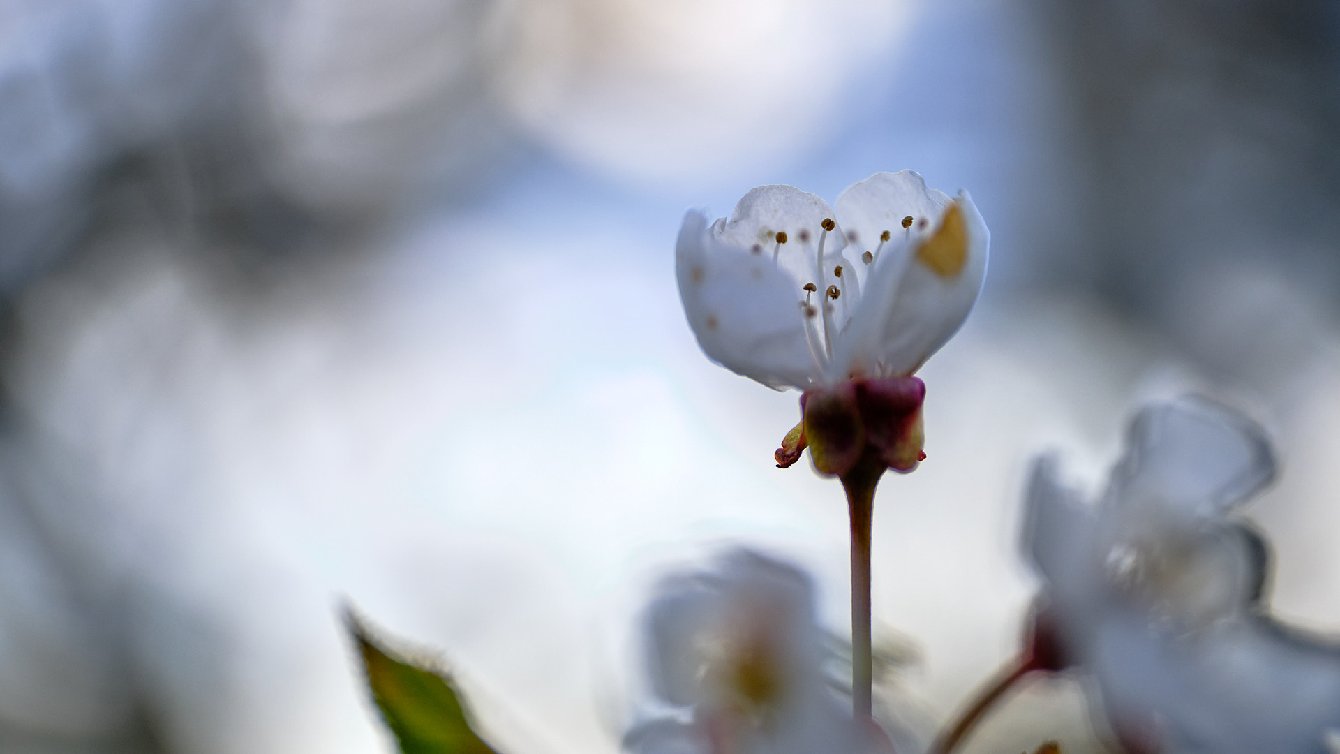 Mobirise Website Builder